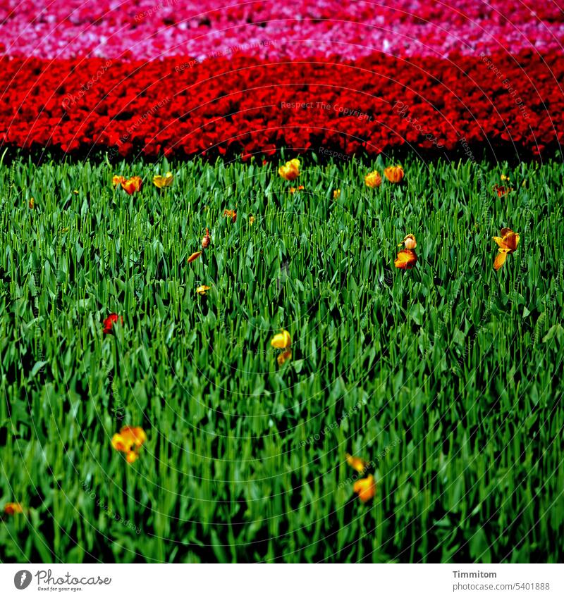 Grellbuntes Blumenbild Blüten Tulpen Blätter Feld abgeerntet gelb grün rot Frühling Pflanze Natur Tulpenblüte Menschenleer Farbfoto