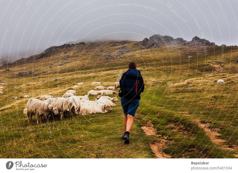 Pilger, der neben einer Schafherde auf dem Jakobsweg wandert Pilgerfahrt Weg Straße Ziege Tier Nebel Natur Weide Gras Weidenutzung Landwirtschaft Frau neblig