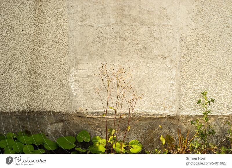 Ästhetik von Unkraut vor einer Mauer ästhetisch Sonnenlicht marginal Wegesrand Randerscheinung Pflanze Wachstum Abkühlung Effekte effektiv unmittelbar Gedeih