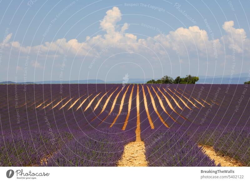 Violettes Lavendelfeld der Provence Feld Überstrahlung Blüte purpur Tag Blumen Frankreich Valensole Himmel dramatisch malerisch Natur schön ländlich Ackerbau