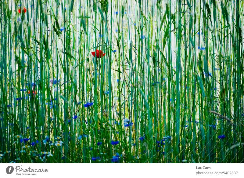 Mohntag - Blick ins Kornfeld Kornblume rot blau grün Blumen Getreide wachsen bewachsen dicht Getreidefeld Sommer Mohnblüte Feld Pflanze Landwirtschaft schattig