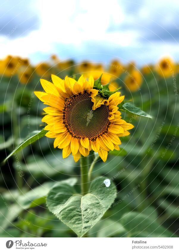 Die Sonnenblume in dem Sonnenblumenfeld entfaltet gerade ihre Blüte. Schaut hin! Sie sieht aus wie ein Herz. Sommer gelb Feld Natur Blume Pflanze Farbfoto