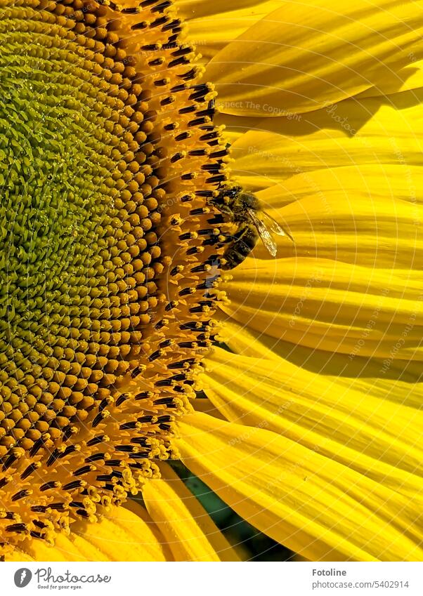 Ja auch Bienen fühlen sich auf den leuchtend gelben Sonnenblumen richtig wohl. Eifrig sammeln sie Pollen. Insekt Blüte Blume Pflanze Tier Sommer fleißig