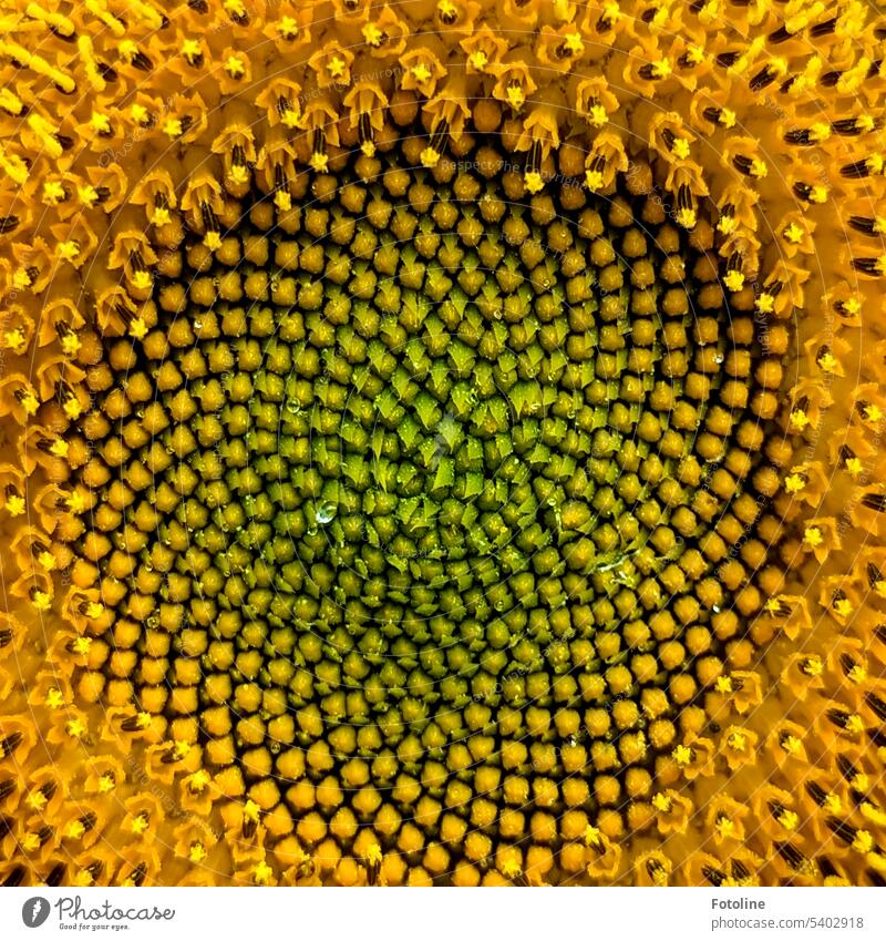 Die Sonnenblume reckt ihren Kopf Richtung Sonne. Ein Tröpfchen schimmert leicht in ihrer Mitte. Ist es Nektar oder ein wenig Morgentau? gelb Blume Sommer Blüte