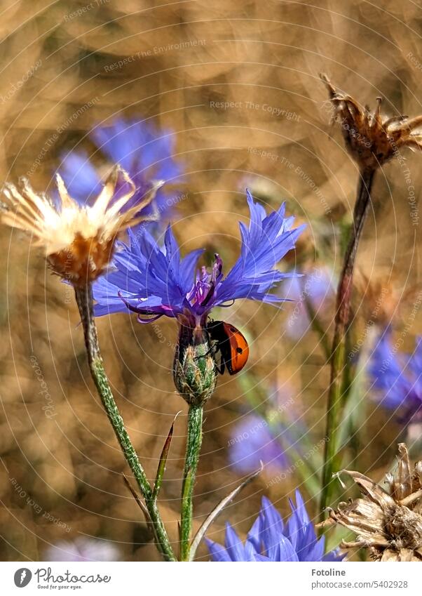 Eine blaue Kornblume, umringt von verblühten Blumen, bekommt Besuch von einem kleinen roten Marienkäfer Sommer Blüte Pflanze grün Außenaufnahme Natur Feld
