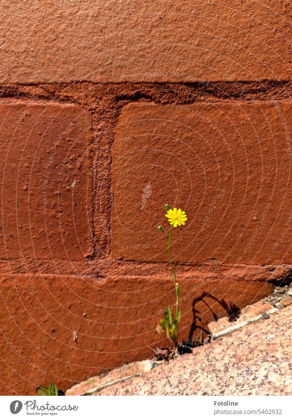 Eine kleine gelb blühende Blume wirft einen Schatten gegen eine rotbraune Mauer. Blüte Blühend Pflanze Farbfoto Außenaufnahme grün Sonnenlicht hell Wand Stein
