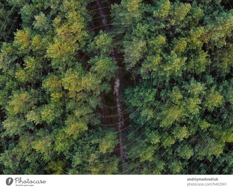 Aerial Draufsicht auf gemischte Waldbäume, Ökosystem und gesunde Umwelt Konzept und Hintergrund mit Seitenbeleuchtung. Textur der dichten grünen Laubbäumen und immergrünen Bäumen Wald Blick von oben.