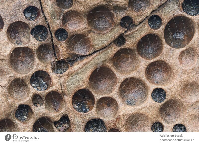 Nahaufnahme des kreisförmigen Musters, das von Muscheln gebildet wird, während einige winzige Strandkiesel einige der Löcher im Olympic National Park an der Küste Washingtons besetzen