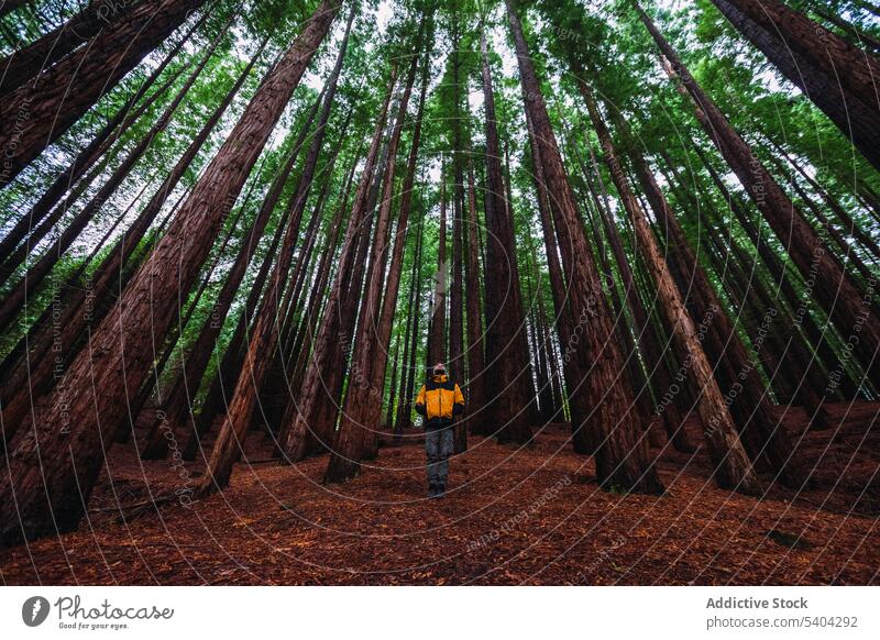 Reisender steht entlang hoher Bäume im Wald Mann Trekking Wanderung Wanderer hoch Baum anonym Abenteuer Freizeit Natur stehen Wälder reisen Kantabrien erkunden