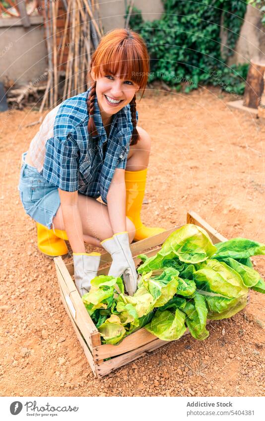 Junge Frau erntet Salat auf dem Land Garten Ernte Gärtner Landwirt Ackerbau Landschaft Kasten Gemüse Handschuh Schonung Boden Gewächshaus organisch Bauernhof