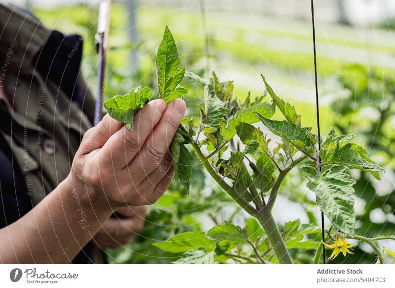 Anonymer Landwirt kontrolliert Pflanzen im Gewächshaus Frau Blatt Wachstum kultivieren prüfen Botanik Arbeit frisch Schonung reif lässig Pflege Ackerbau