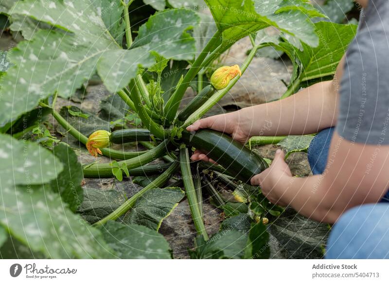 Erntehelfer greifen Zucchini vor der Ernte auf dem Bauernhof Frau Landwirt abholen Garten Ackerbau Pflanze pflücken organisch frisch kultivieren Wachstum