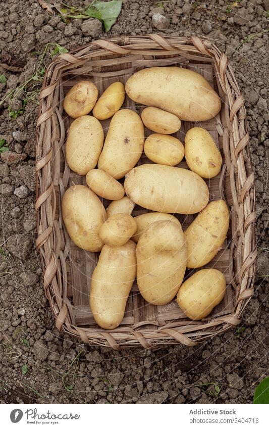 Frische Kartoffeln in einem Weidenkorb auf einem Acker Korb Gemüse Samen Schonung Ernte kultivieren Feld Ackerbau Agronomie sortiert organisch Landschaft