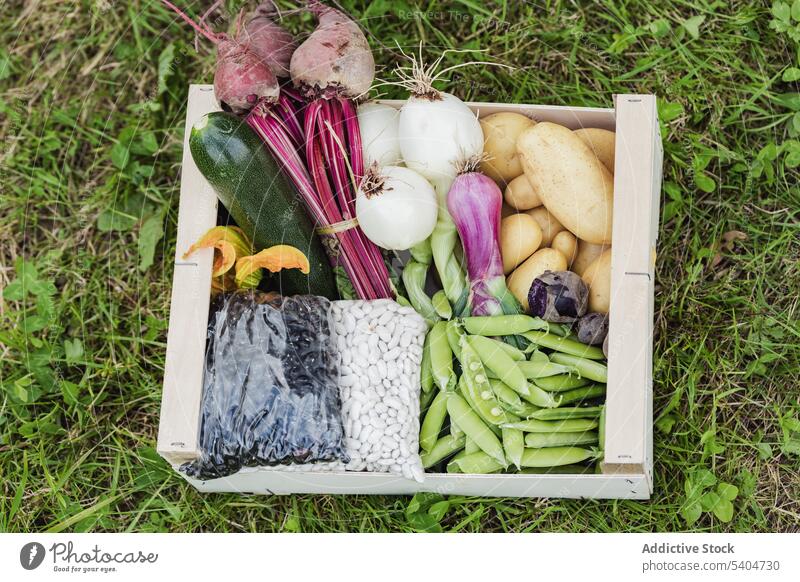 Frisches gesundes Gemüse in einer Kiste auf einer Wiese Zucchini Samen Erbse frisch organisch Frühling Zwiebel Kartoffel sortiert Lebensmittel grün Feld