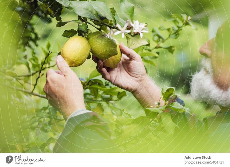 Älterer Mann berührt Zitronen auf grünem Blattbaum Landwirt Baum Blume Frucht frisch Sommer männlich Senior kultivieren gealtert Garten Grün Ackerbau Natur