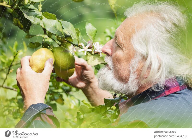 Älterer Mann berührt Zitronen auf grünem Blattbaum Landwirt Baum Blume Frucht frisch Sommer männlich Senior kultivieren gealtert Garten Grün Ackerbau Natur
