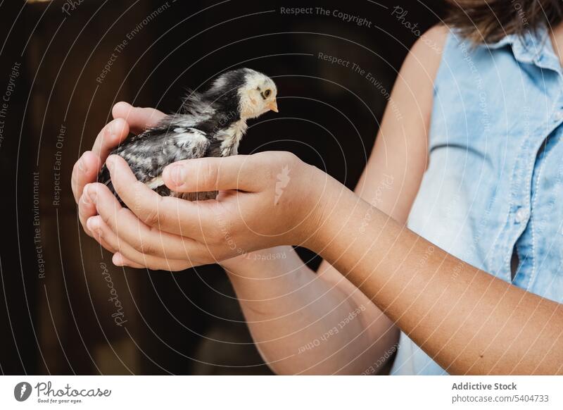 Unerkennbares Ernte-Mädchen hält kleinen süßen Vogel in den Händen Kind Kurze Haare Kindheit nackte Schultern Jeansstoff unschuldig Küken Tageslicht Mode
