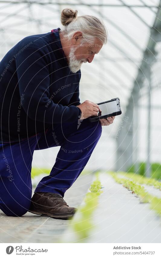 Älterer Mann überprüft Informationen auf einem Tablet im Gewächshaus Landwirt benutzend Tablette Ackerbau Monitor Pflanze hydroponisch organisch männlich Senior