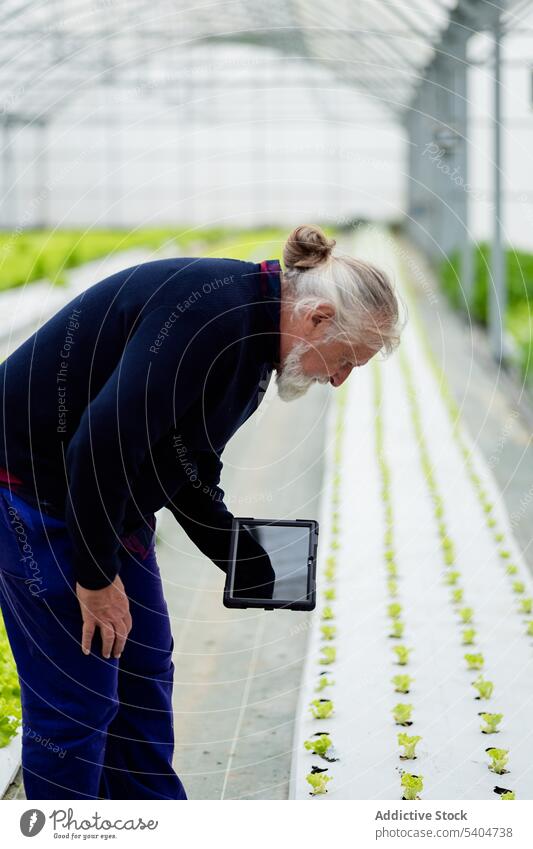 Älterer Mann überprüft Informationen auf einem Tablet im Gewächshaus Landwirt benutzend Tablette Ackerbau Monitor Pflanze hydroponisch organisch männlich Senior