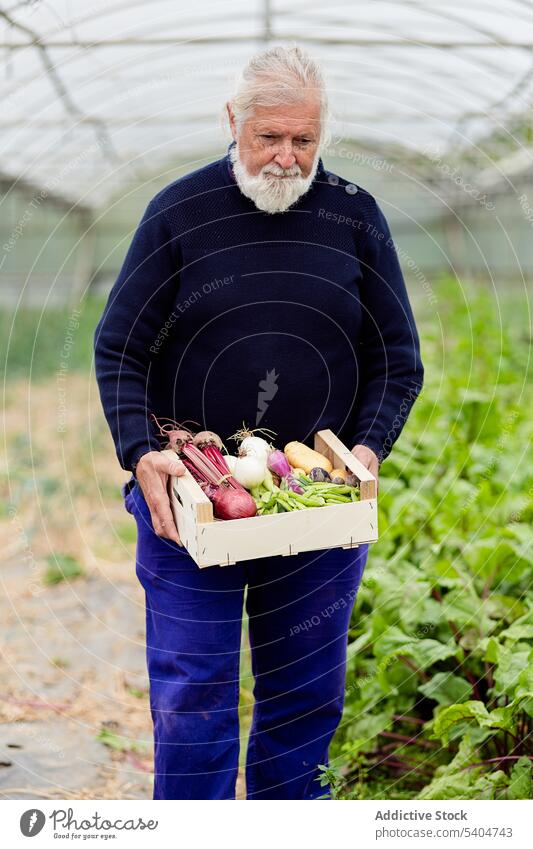 Senior-Gärtnerin mit einem Container mit Gemüse im Gewächshaus Mann Landwirt Ackerbau Ernte Kasten führen männlich älter graues Haar kultivieren Garten Zwiebel
