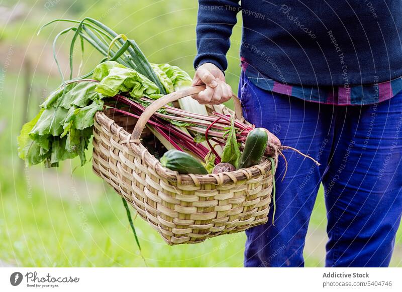 Unbekannter Bauer mit Gemüse im Korb Landwirt Gärtner Zucchini Rote Beete Weide Frühlingszwiebel Ackerbau Garten Bauernhof führen natürlich Ernte grün