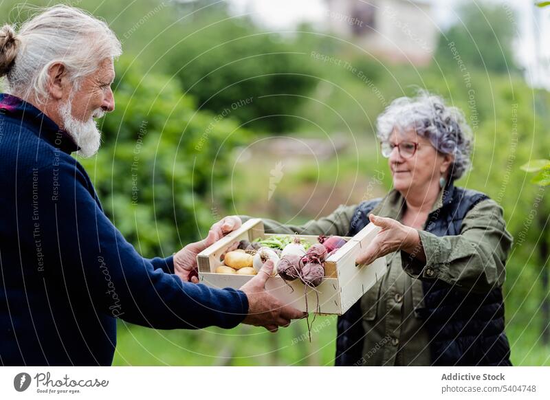 Grauhaariges Paar arbeitet zusammen im Garten Landwirt Gärtner Gemüse Ackerbau Ernte Kasten Landwirtschaft ländlich älter Senior graues Haar Container