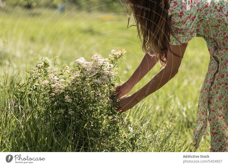 Unbekannte Frau sammelt Blumen auf einem Feld abholen Landschaft Sommer Natur pflücken Kleid Gras Flora grün Blüte Pflanze Blütezeit Sonnenschein geblümt