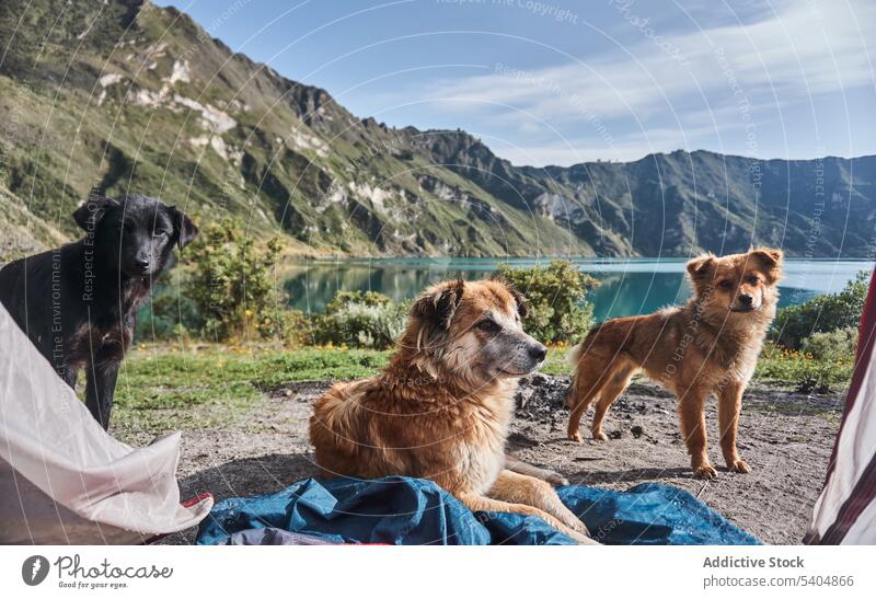 Niedliche Hunde auf einem Campingplatz in den Bergen bei Tag Haustier gehorsam Tier Freund heimisch Eckzahn Begleiter Säugetier loyal niedlich Reinrassig