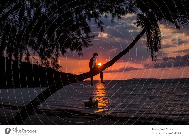 Unbekannter Mann sitzt abends auf einem Palmenstamm Sonnenuntergang Strand MEER Kofferraum Handfläche Baum Silhouette Abend männlich Küste wolkig Ufer Tourist