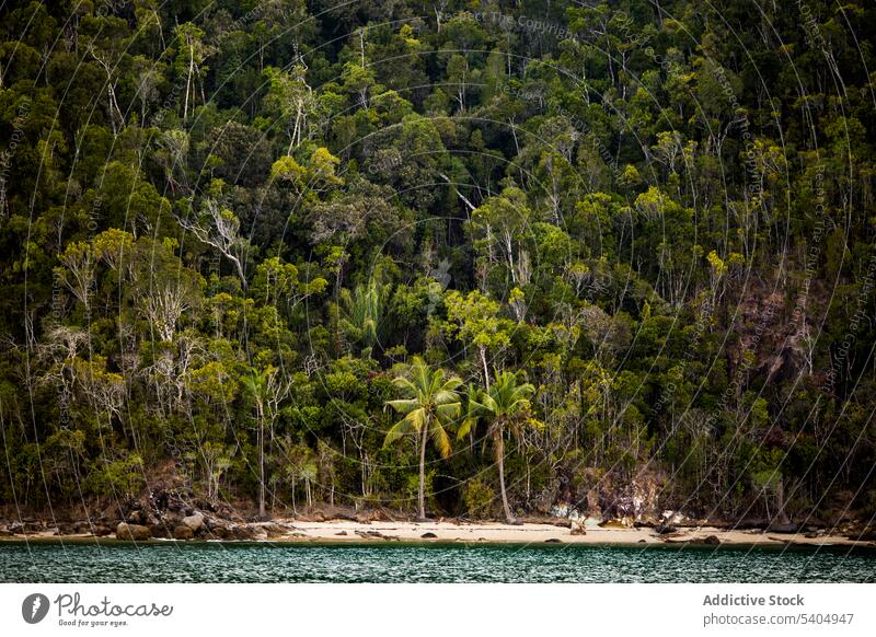 Malerischer Blick auf grüne Bäume an einer tropischen Küstenlinie Baum Wald Uferlinie Handfläche Meer Natur Pflanze Fluss See hoch üppig (Wuchs) Umwelt