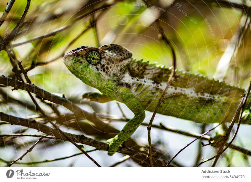 Erstaunliches Chamäleon versteckt sich im grünen Laub Panther Chamäleon Tierhaut Natur Wald Dschungel Umwelt vegetieren Riesenwolfsmilch Bargeld Reptil Lizard