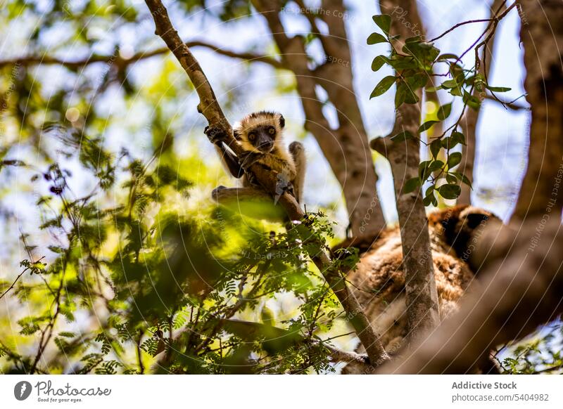 Niedlicher Lemur sitzt auf einem Ast im Wald Maki Baum Wälder Windstille Lebensraum Bargeld Tierwelt Landschaft Natur Park Baby-Lemur Umwelt Sonnenlicht sitzen