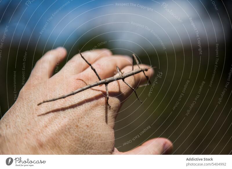 Winzige Stabheuschrecke krabbelt auf dem Zeigefinger eines anonymen Mannes Insekt Wanze Arthropode krabbeln Bargeld Tierwelt kleben Kreatur Sommer männlich wild