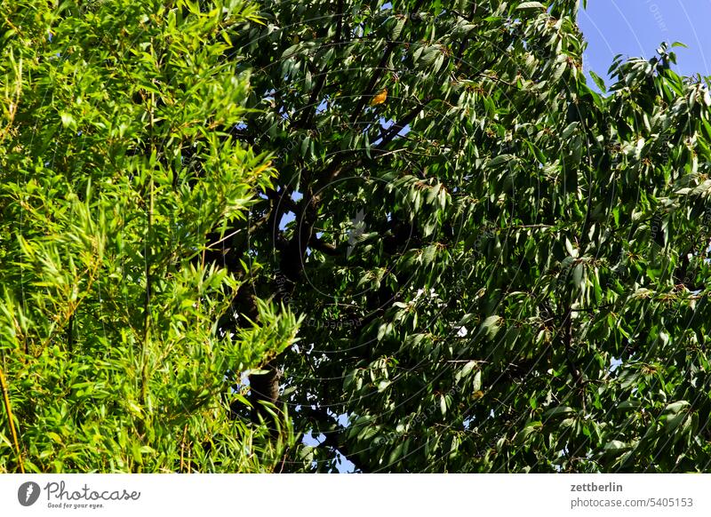 Bambus und Kirsche ast baum erholung ferien garten kleingarten kleingartenkolonie knospe menschenleer nachbarschaft natur pflanze ruhe saison schrebergarten
