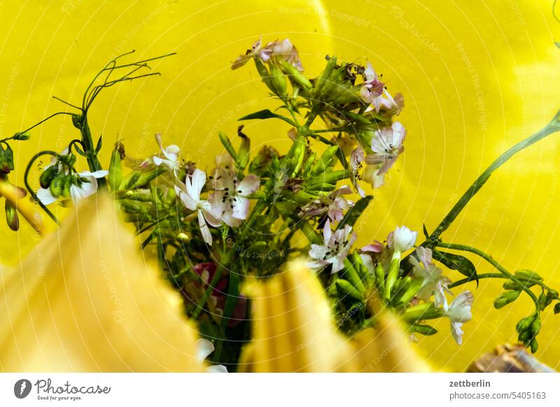 Saponaria officinalis erholung ernte ferien garten kleingarten kleingartenkolonie menschenleer nachbarschaft natur pflanze ruhe saison schrebergarten sommer