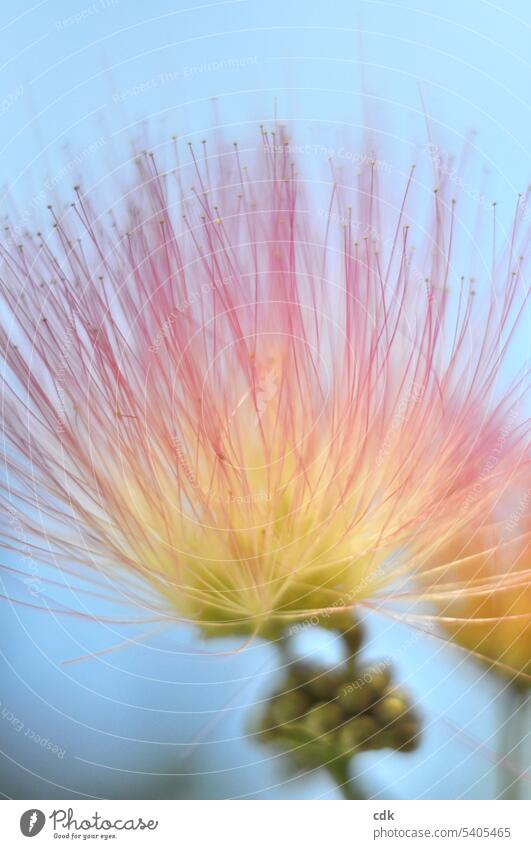 Die Blüte des Seidenbaumes: wie zarte Antennen im Sommerwind. Blume Natur Detailaufnahme Blütenblatt Pflanze Pollen schön Nahaufnahme Blühend