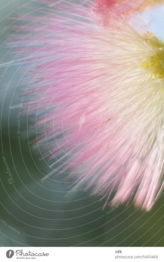Zarte Schönheit: rosa Seidenbaumblüte im Wind. Blüte Blume Natur Detailaufnahme Blütenblatt Pflanze Pollen schön Nahaufnahme Blühend Schwache Tiefenschärfe zart