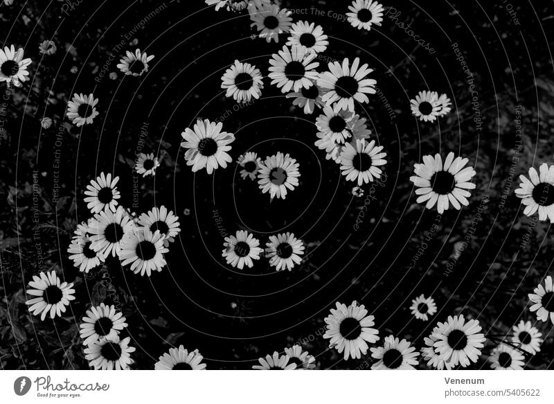 Kamillenblüten im Sommer, schwarz und weiß Blume Blumen Unkraut Blütezeit Stengel Natur Garten im Freien Bokeh Deutschland Pflanze Wildpflanze Wildblume