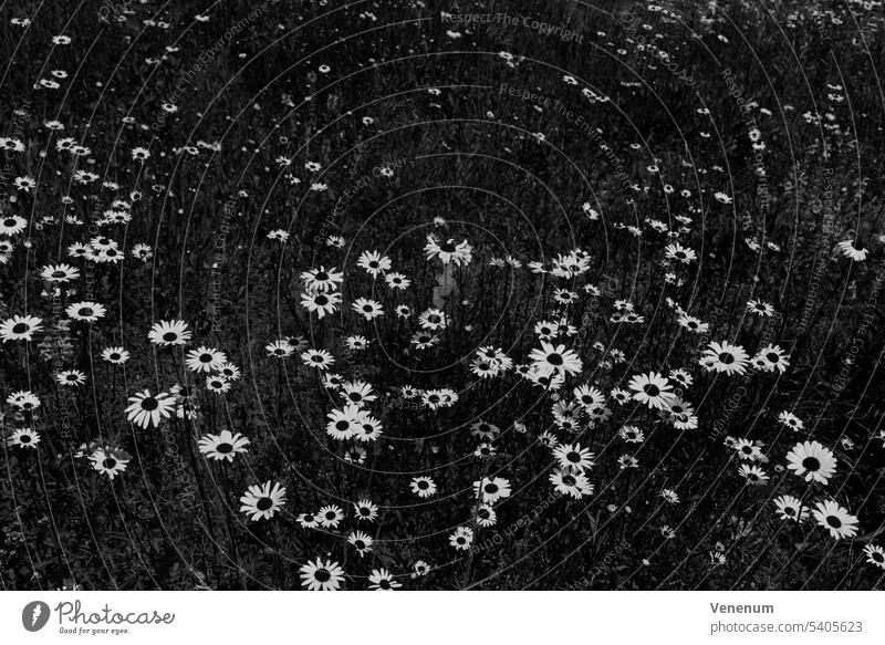 Kamillenblüten im Sommer, schwarz und weiß Blume Blumen Unkraut Blütezeit Stengel Natur Garten im Freien Bokeh Deutschland Pflanze Wildpflanze Wildblume