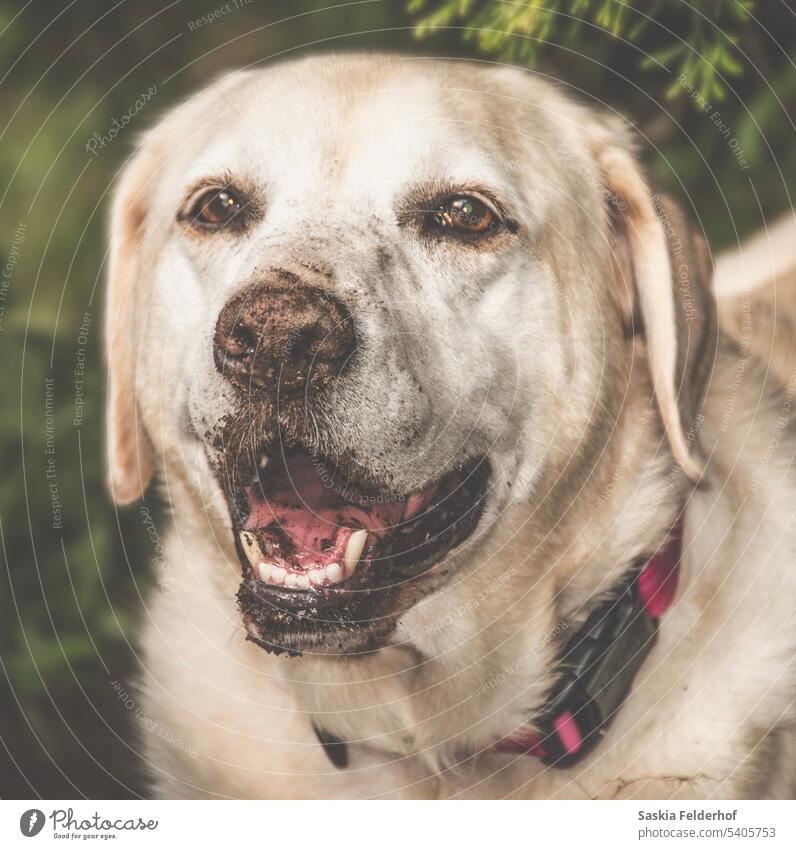 Glücklicher Hund Porträt glücklicher Hund labrador retriever gelber Labrador Schmutzfink im Freien Lächeln sanft Haustier Tier Eckzahn dreckig blond Farbe