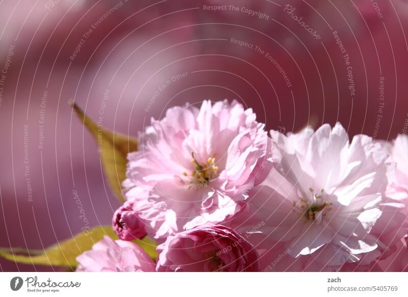 Durch die rosarote Brille... Blume Blüte Pflanze Blühend blühen Blumen Natur Garten