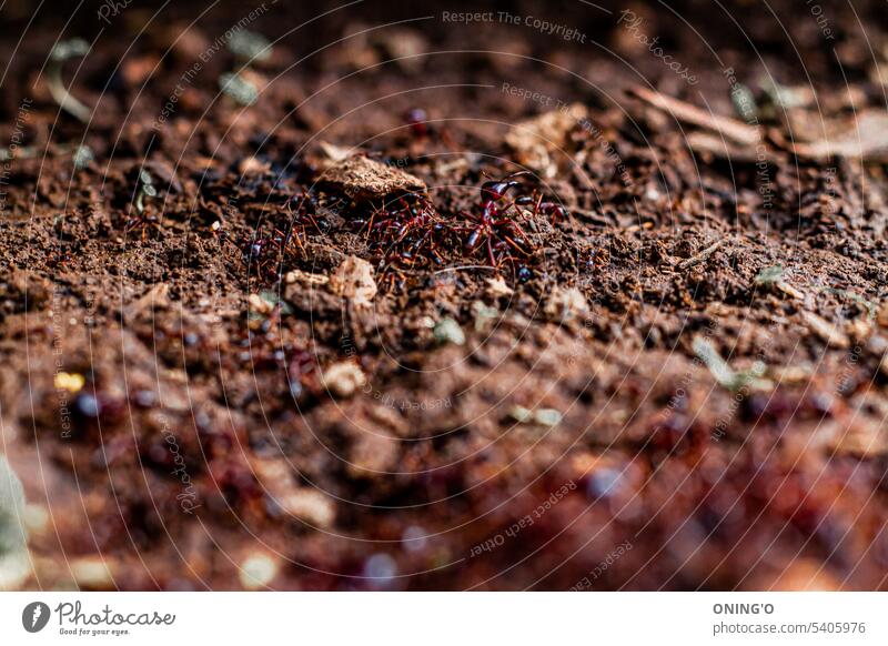 Ameisen, die sich fortbewegen, und die Sicherheitsameise in der Mitte des Bildes. Braune Ameisen sind im Sommer immer unterwegs, um Schutz und Nahrung zu finden