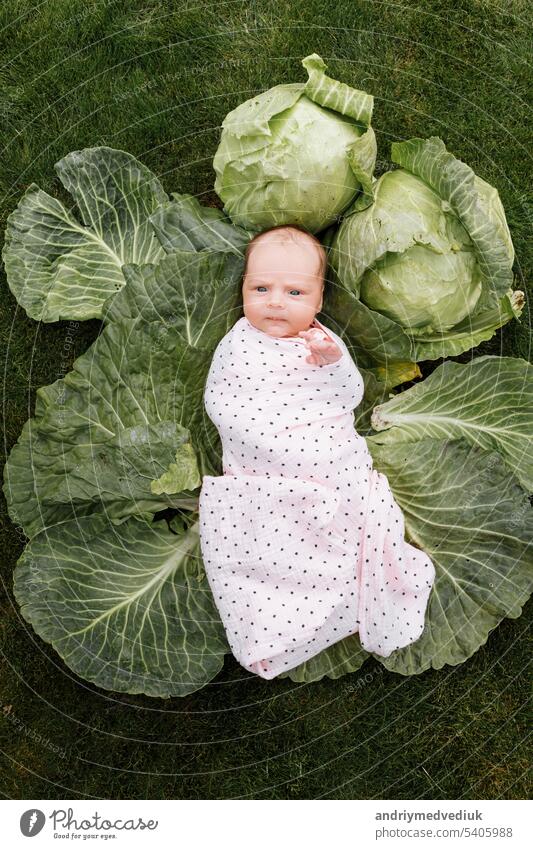 Neugeborenes Mädchen 3 Monate liegt in einem Grünkohl. Gemüse. glückliche Kindheit Baby grün wenig Kohlgewächse Gesundheit jung Geburt niedlich aussruhen Haut