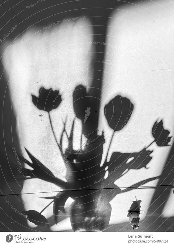 Tulpen in Vase schwarzweiß Schatten Blume Blumenstrauß Pflanze Blühend Frühling Schwarzweiss Spiegelung Tulpenblüte Natur Dekoration & Verzierung Innenaufnahme