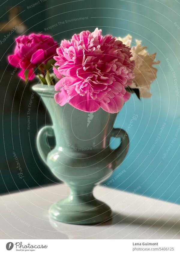 Pfingstrosen in Vase Pfingstrosenstrauß turquoise Blauer Hintergrund Rosa weiß Tisch Keramik Dekoration & Verzierung Blume Blüte Frühling Natur Pflanze Blühend