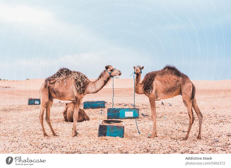 Stehende Kamele im Wüstengelände bei Tageslicht Camel wüst Sand gebunden Verkehr Ausflug Seil ruhig ruhen Maul Tier Marokko Merzouga Landschaft reisen Natur