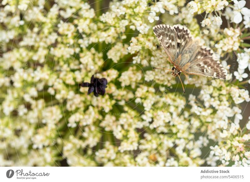Carcharodus alceae Schmetterling auf zarten Blüten sitzend Malvenspringer Blume Insekt Natur Bargeld bestäuben Pflanze Tier Fauna Lebensraum Kreatur Entomologie