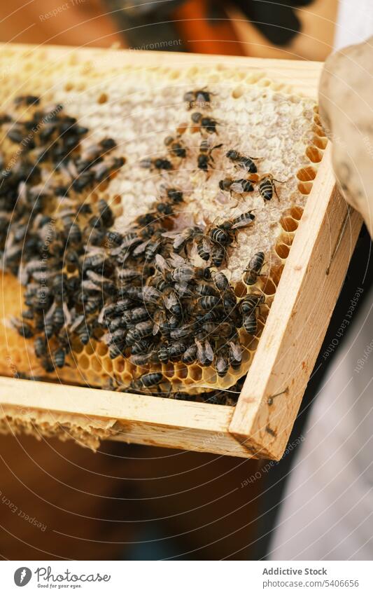 Unbekannter Imker hält Wabenrahmen mit Bienen Rahmen Liebling Bienenstock Arbeit Bauernhof Ernte inspizieren prüfen Werkzeug untersuchen professionell Sommer