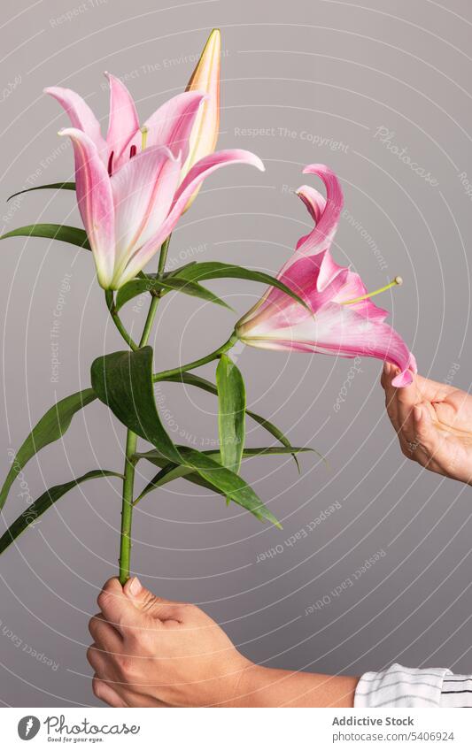 Gesichtsloser Florist mit Lilien auf grauem Hintergrund Blumenhändler Blütezeit Blütenknospen Blatt Blütenblatt Angebot geblümt berühren rosa üppig (Wuchs)