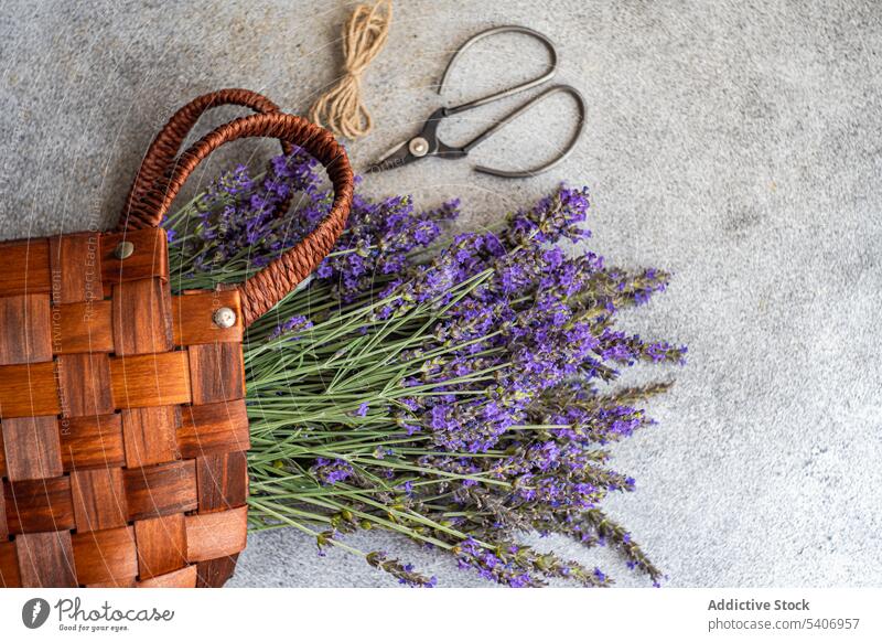 Sommerliche Strohtasche mit frischen Lavendelblüten aromatisch Hintergrund Tasche Blumenstrauß Konzept Beton flache Verlegung Flora geblümt Rahmen Geschenk grau